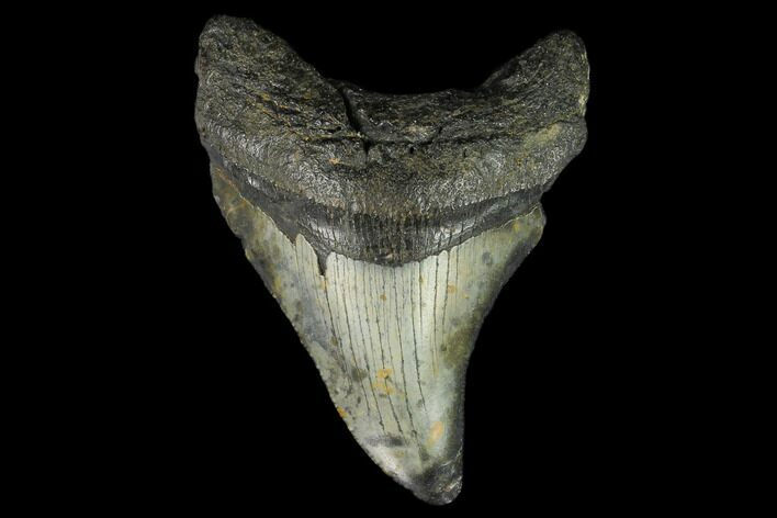 Bargain, Fossil Megalodon Tooth - North Carolina #124813
